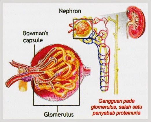 Obat Albuminuria Tradisional ~ QnC Jelly Gamat Multi Khasiat