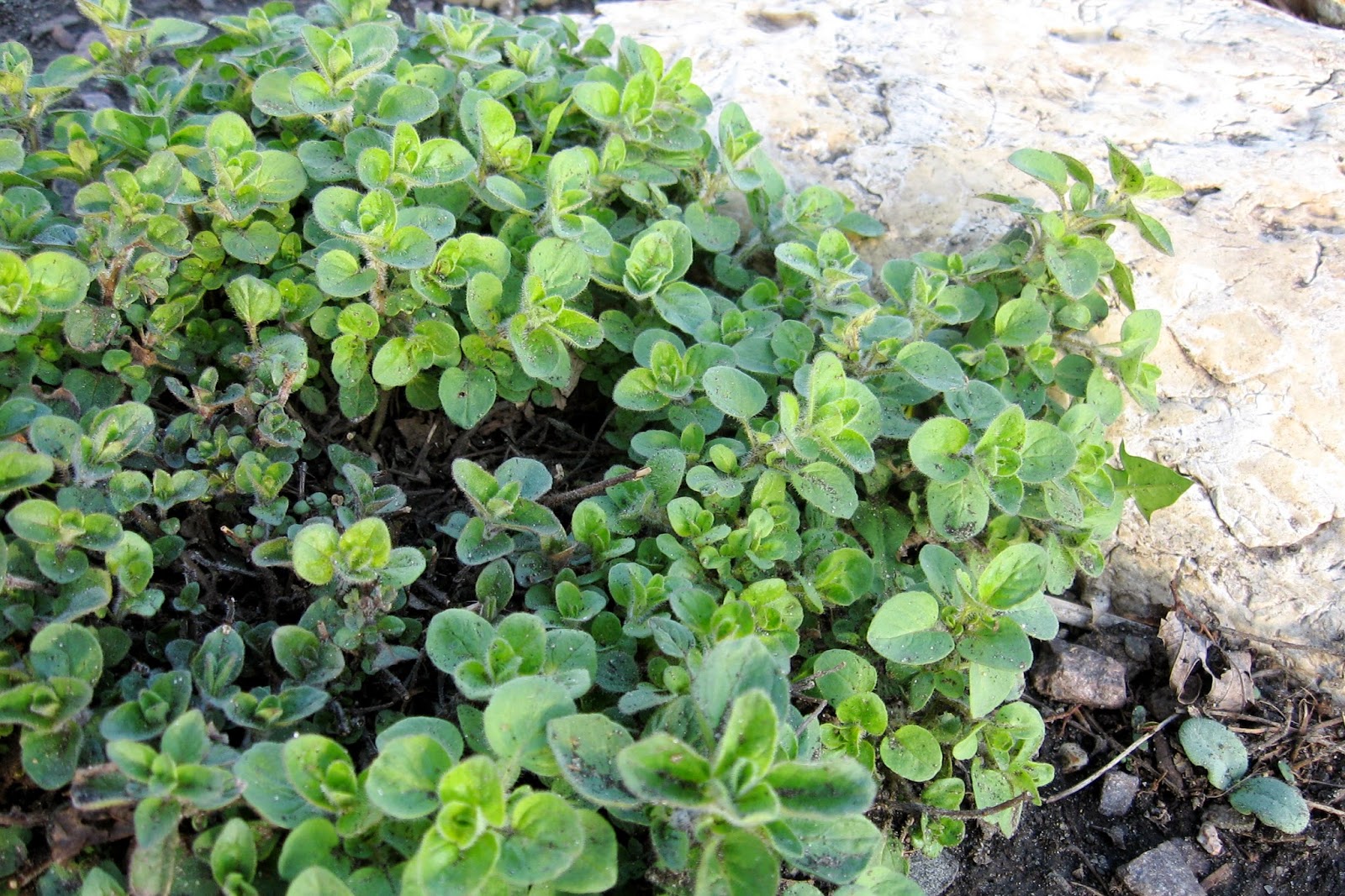 Alternative Roots Farm Herb Garden Oregano