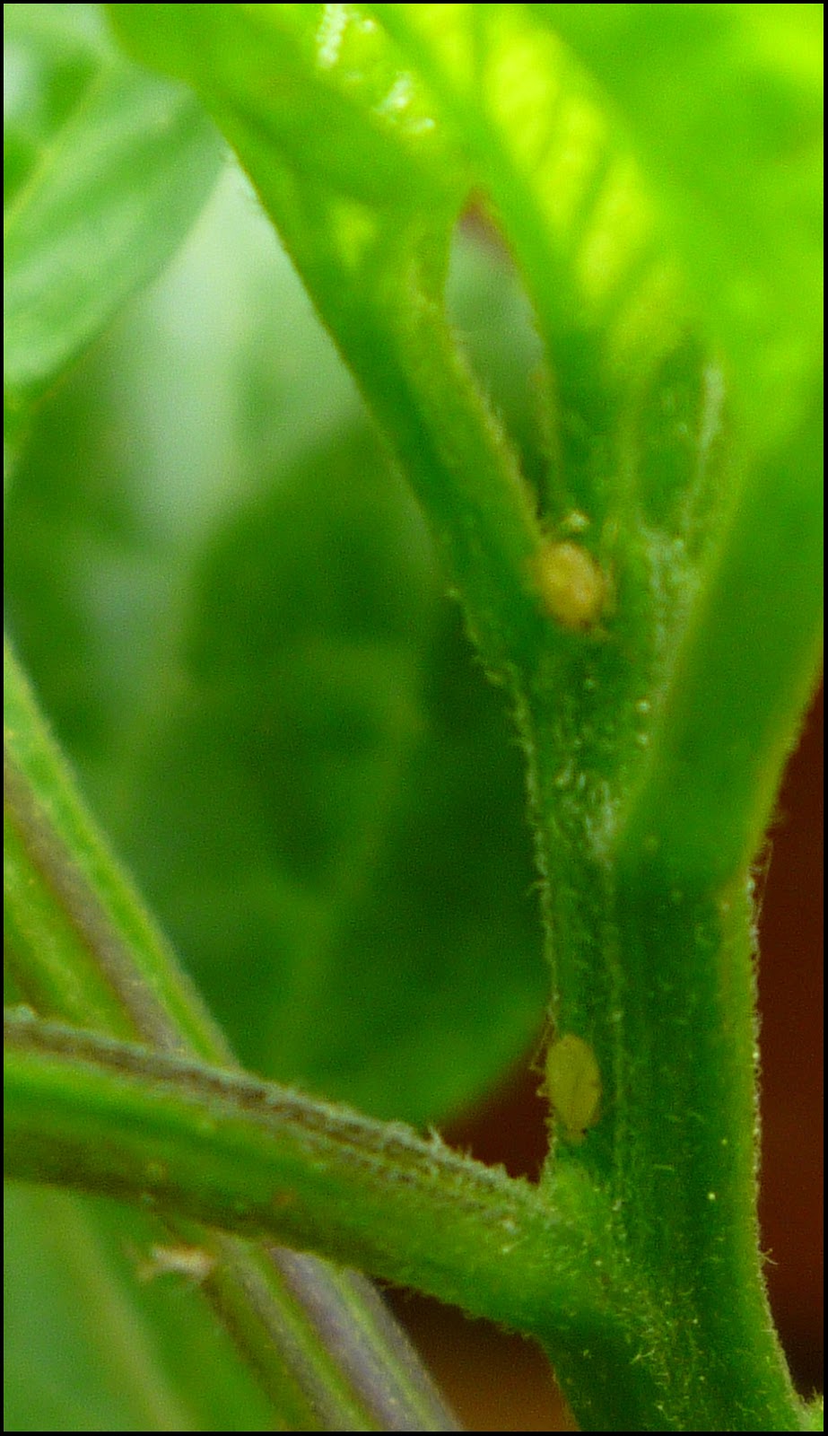 Patio of Pots: Insects of the Garden