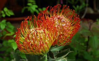 http://wallpaper-4k-tapety.blogspot.com/2015/02/leucospermum-cordifolium-rigoletto.html