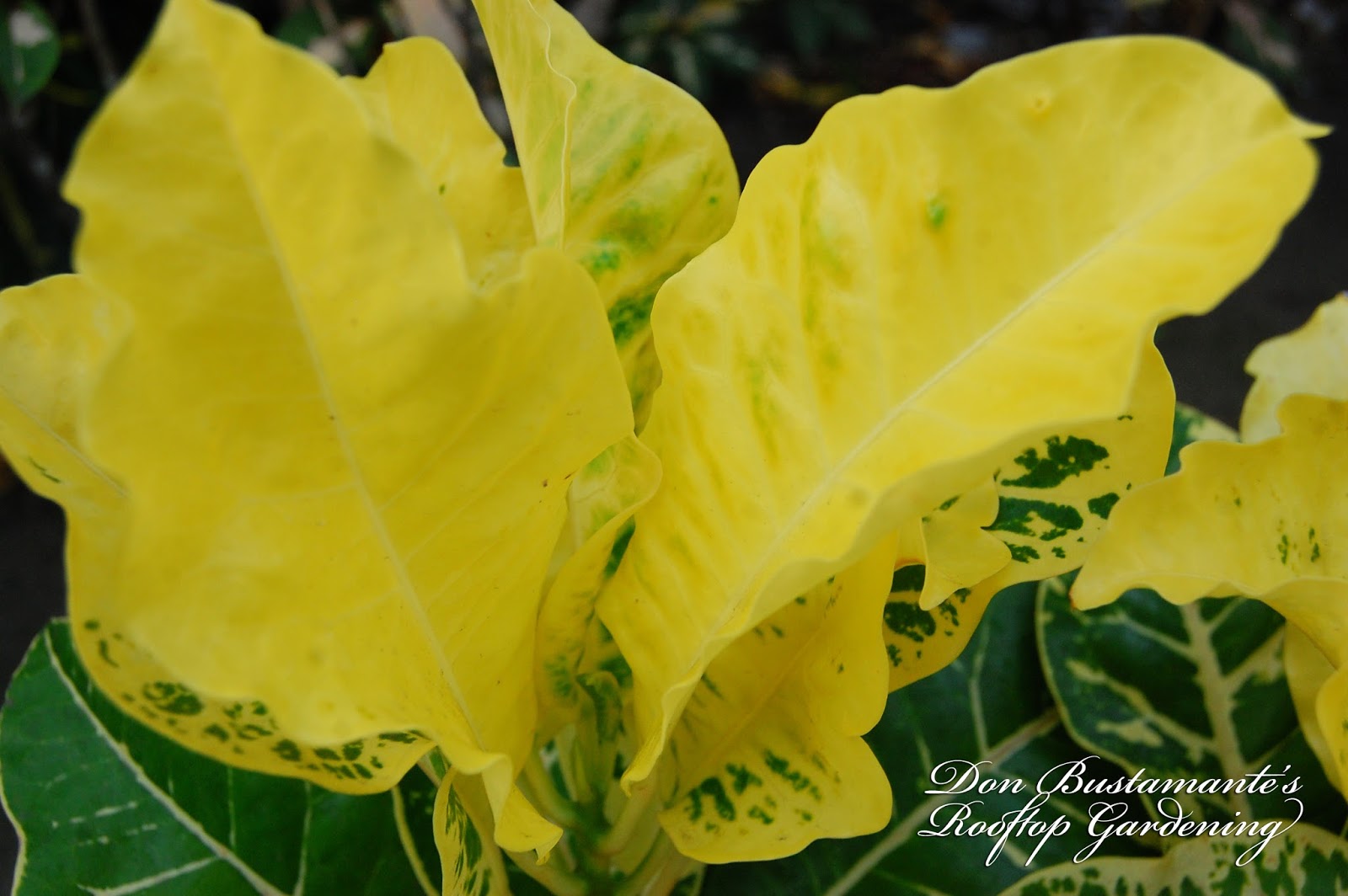 Don Bustamante's Rooftop Garden Croton [Yellow Petra]