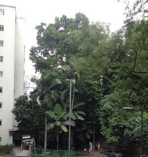 Gigantic tree by Hong Kong botanical gardens