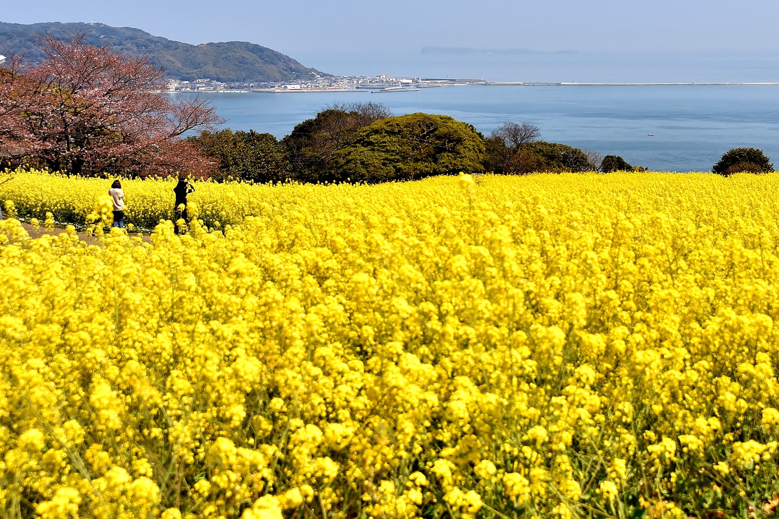 和の花だより 菜の花 能古島