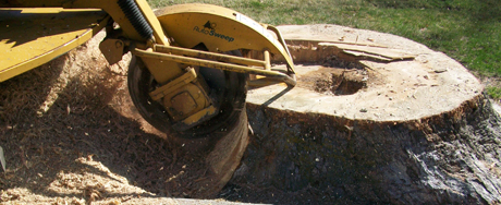 stump removal portland, 20124 Clifton VA