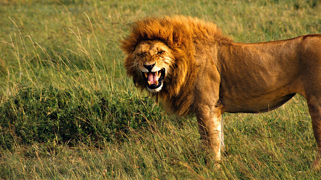 Amazing lion roar HD widescreen desktop wallpaper 2014.
