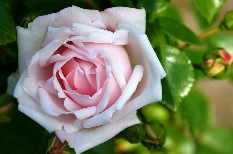 gambar bunga mawar 88