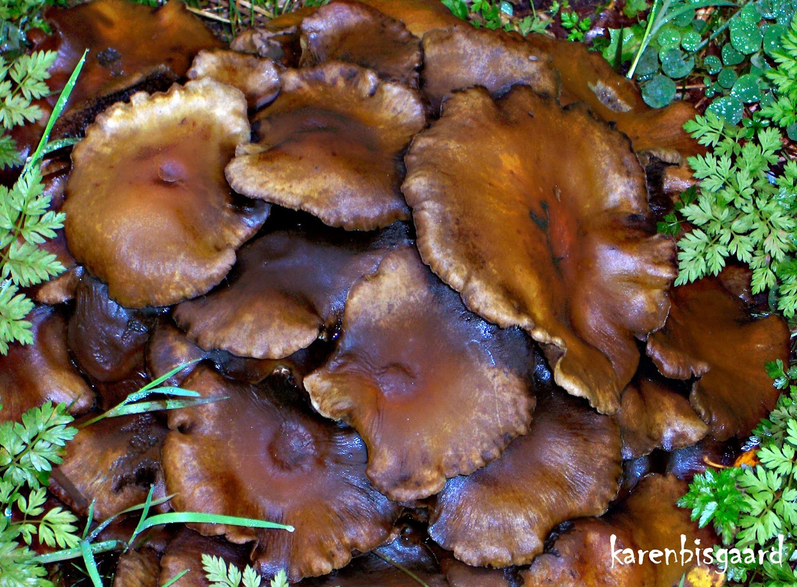 Karen`s Nature Photography Bunch of Brown Mushrooms.
