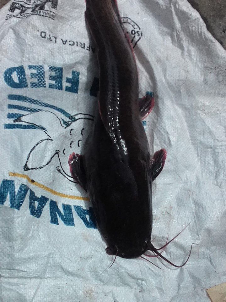 MC AGRIC SERVICES HOW TO START CATFISH FARMING BUSINESS IN GHANA