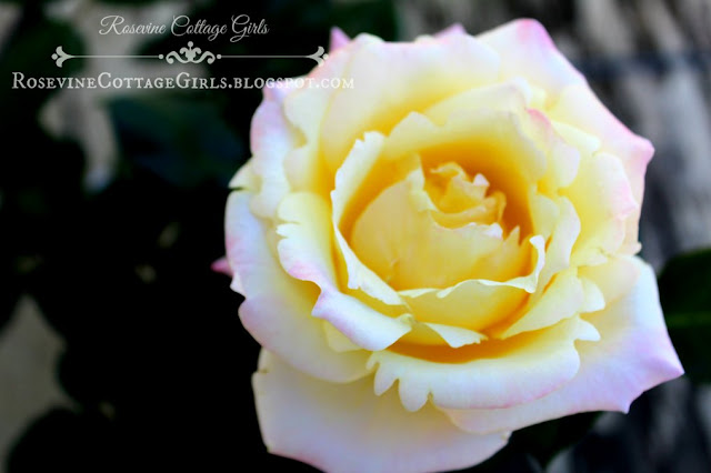 What does God Sound Like? by RosevineCottageGirls.com Photograph of a Yellow rose opening with pink on the edges softly highlighting the curling rippled rims of the rose petals.