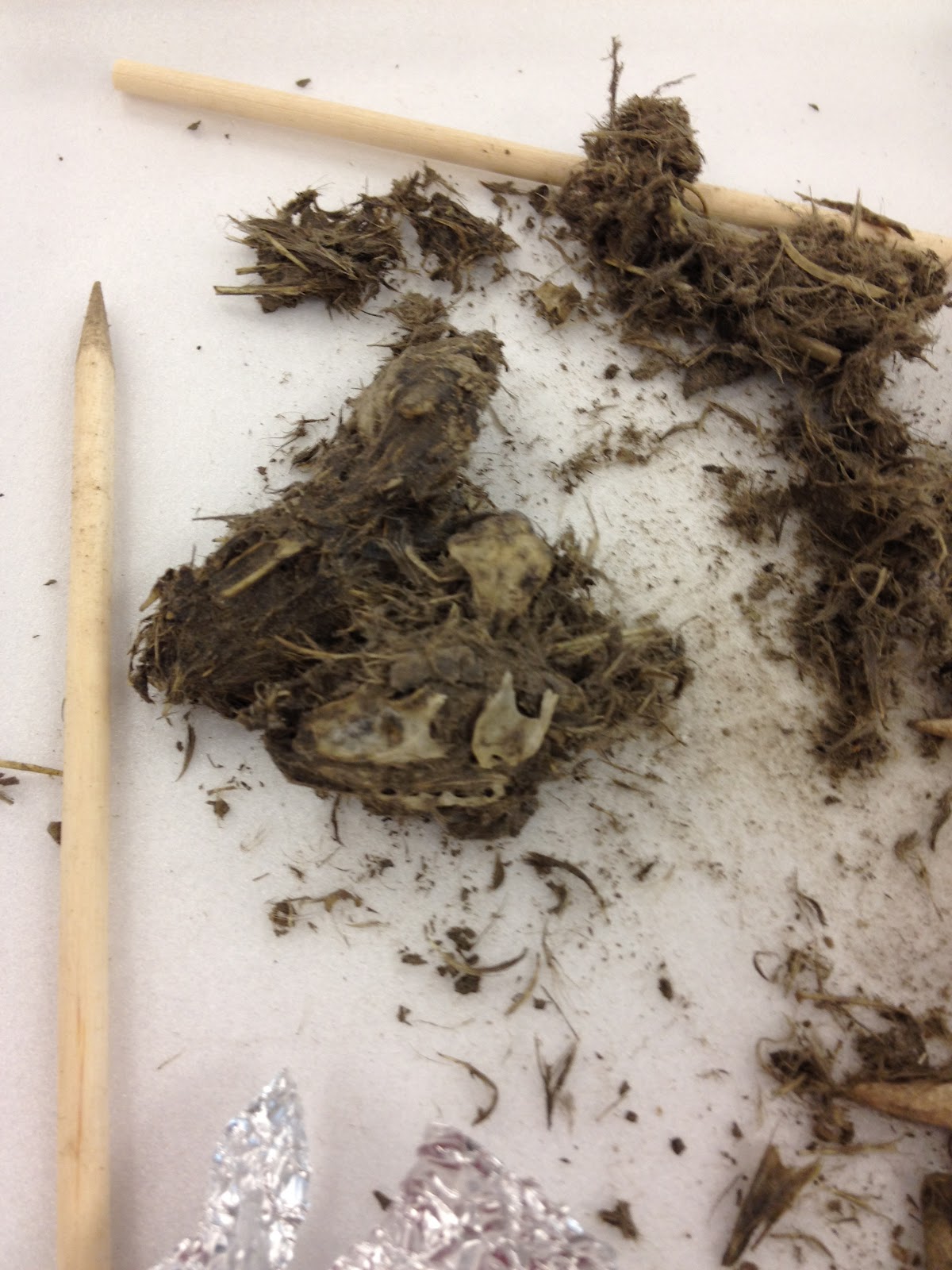 Science with Ms. Kim Owl Poop?