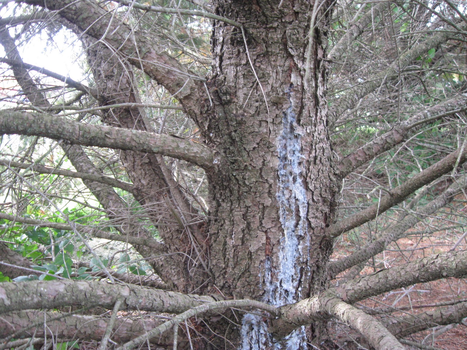 University of Illinois Plant Clinic End of the Season, "My Spruce is