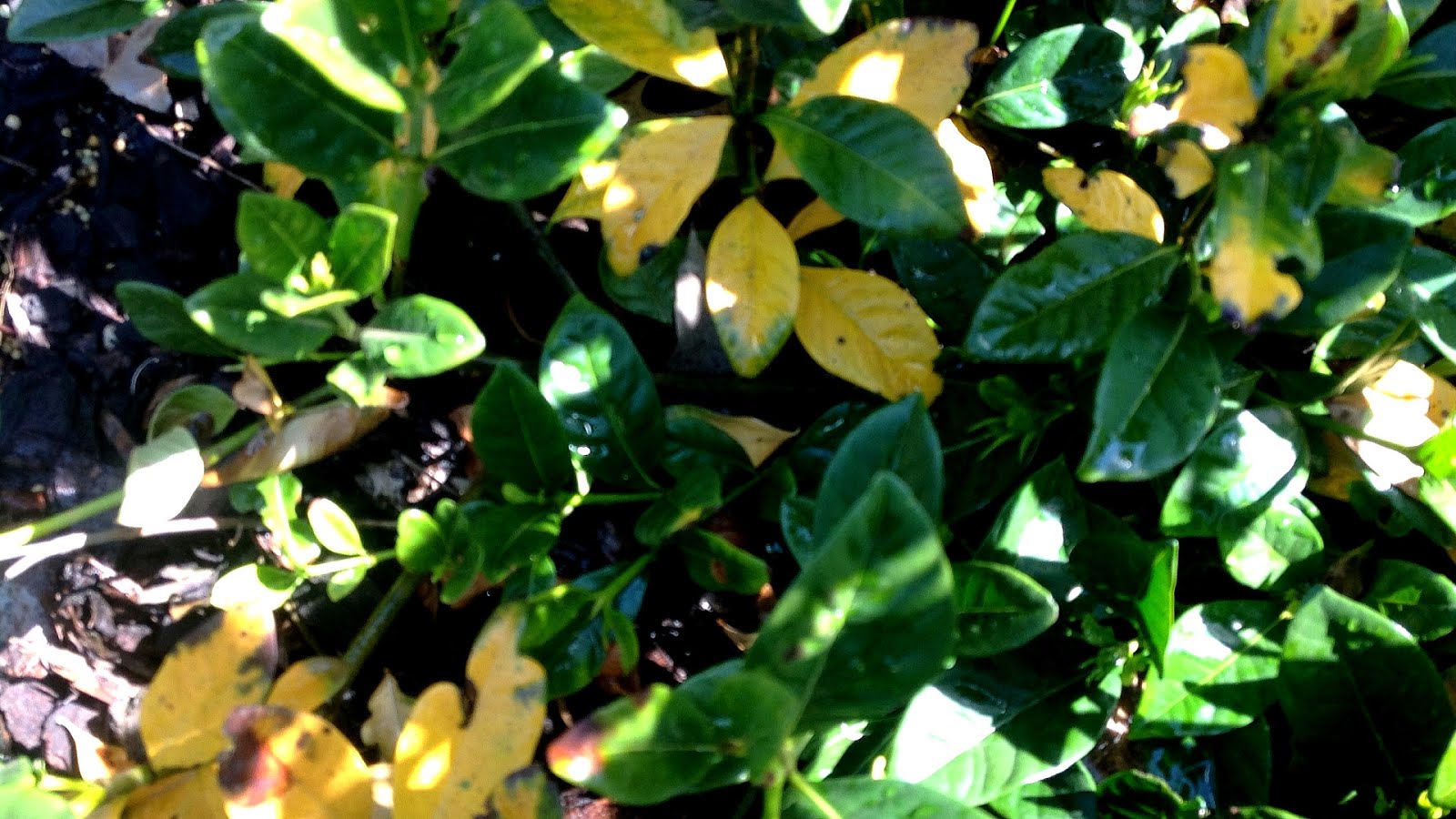 Fruit Tree Leaves Turning Yellow Tree Choices