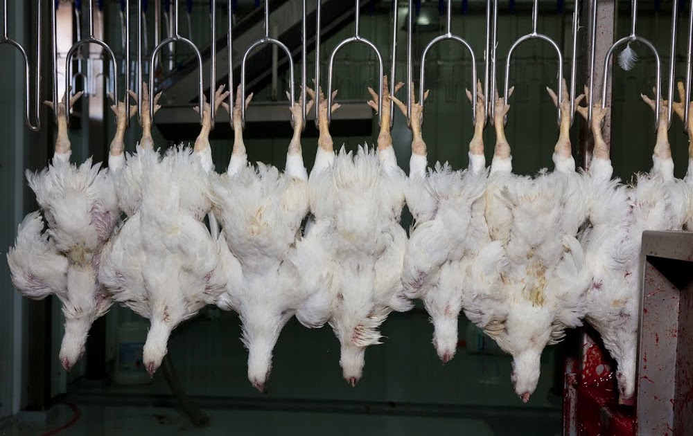 Yes, today I took pictures inside a chicken slaughterhouse. 