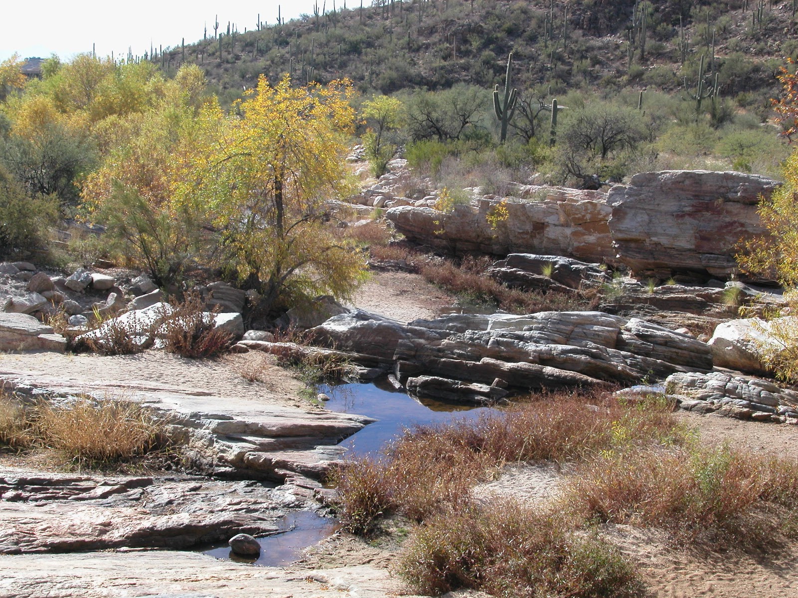 On the Wing Sabino Canyon