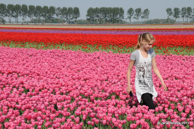 tulips Flevoland