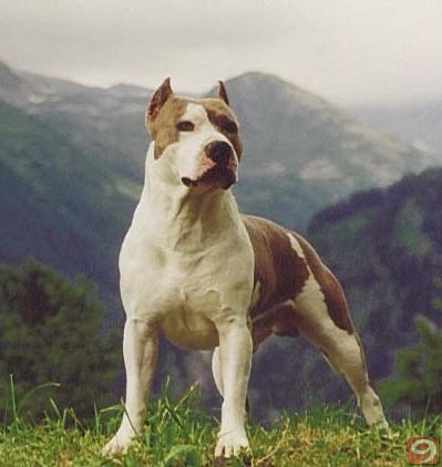 amerikan pitbull terrier