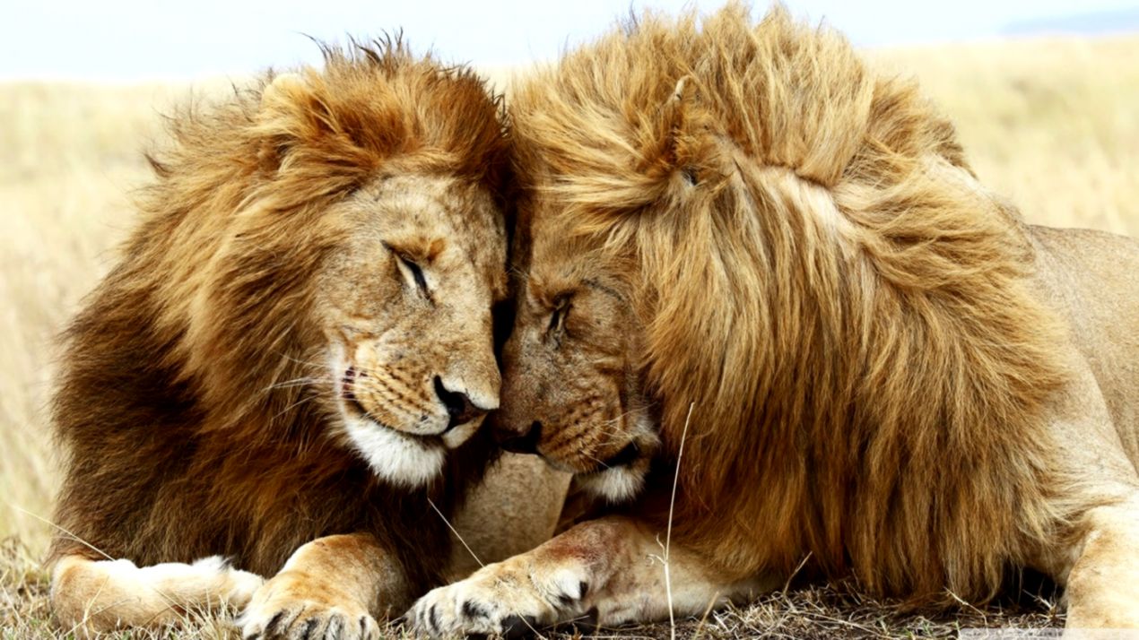 Two Male Lions ❤ 4K HD Desktop Wallpaper for 4K Ultra HD TV