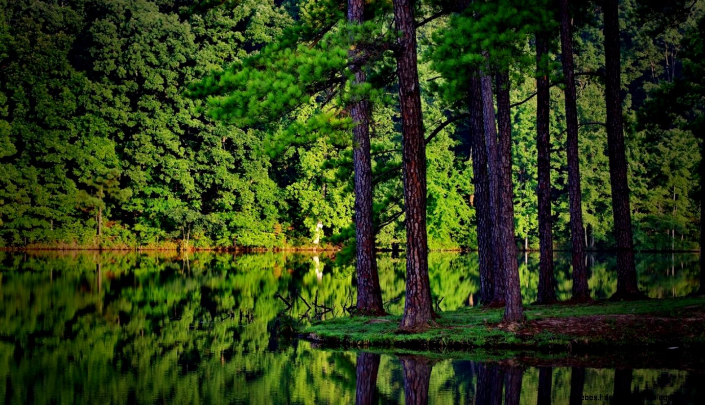 Forest Desktop Wallpapers009  Natural