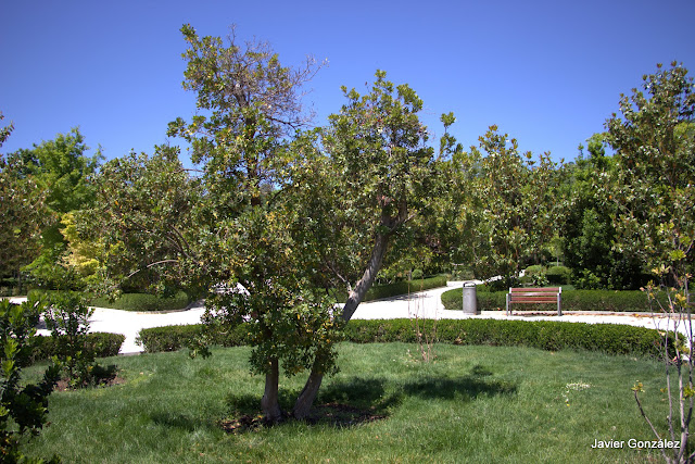 Parque del Retiro de Madrid. Itinerario 2.Del Bosque del Recuerdo al Huerto del Francés