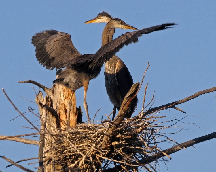ActionshotsNH Monson Village Hollis/Milford line