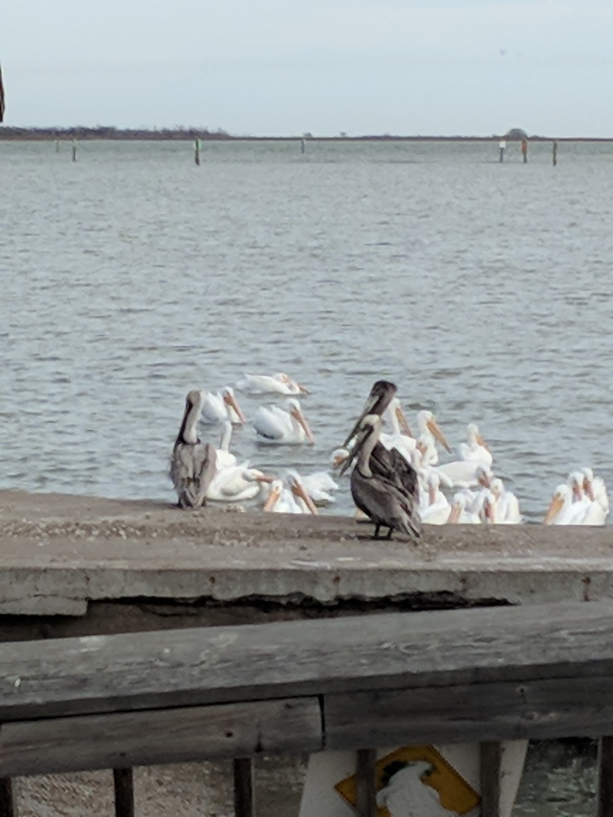 "Wandering Toes" Lamar, Port Lavaca and Magnolia Beach Texas