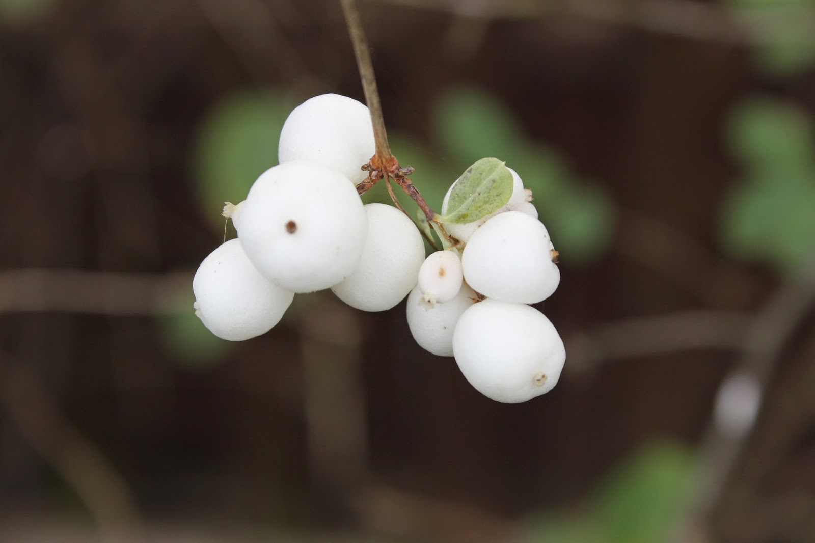 JibberJabberUK Winter berries