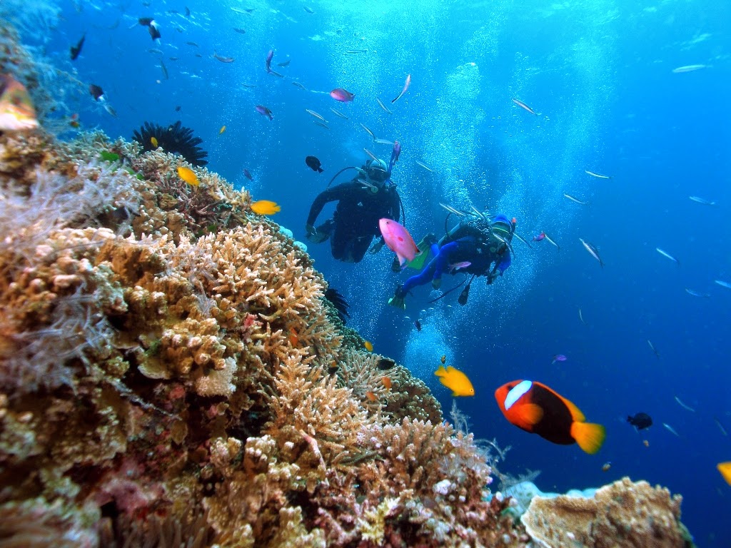 snorkelling diving sea marine life