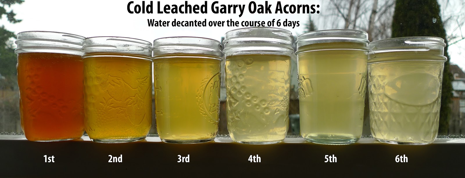 Wild Harvests How to Eat an Acorn