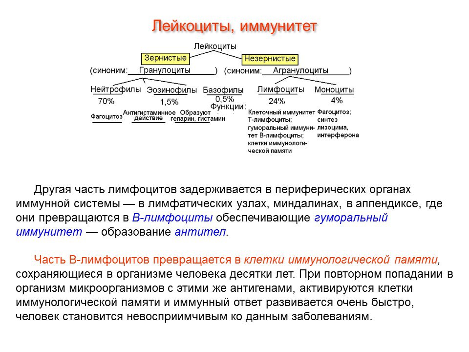 лейкоциты обеспечивают гуморальный иммунитет. схема образования клеток крови и иммунной системы. лейкоциты клеточный и гуморальный иммунитет. лейкоциты клеточный и гуморальный иммунитет. лейкоциты иммунные клетки.