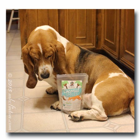 Basset with Dr. Harvey's Coconut Smiles