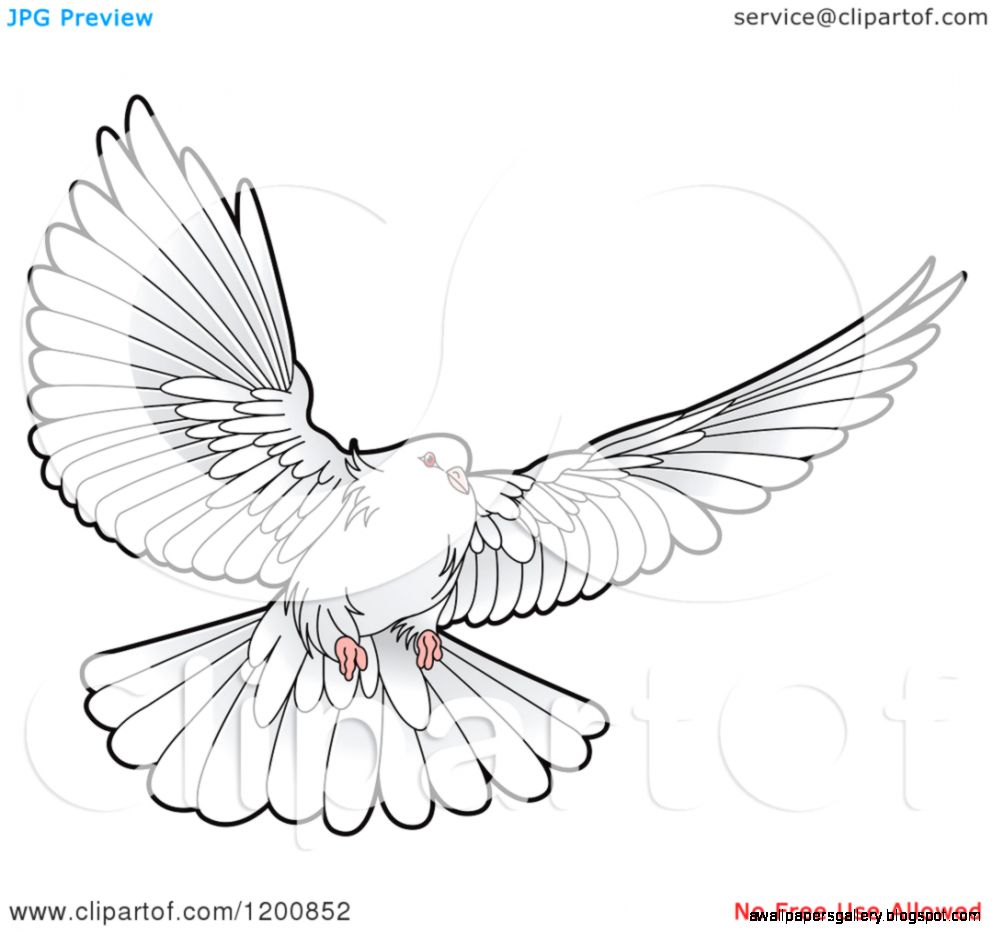 Flying Dove Drawing