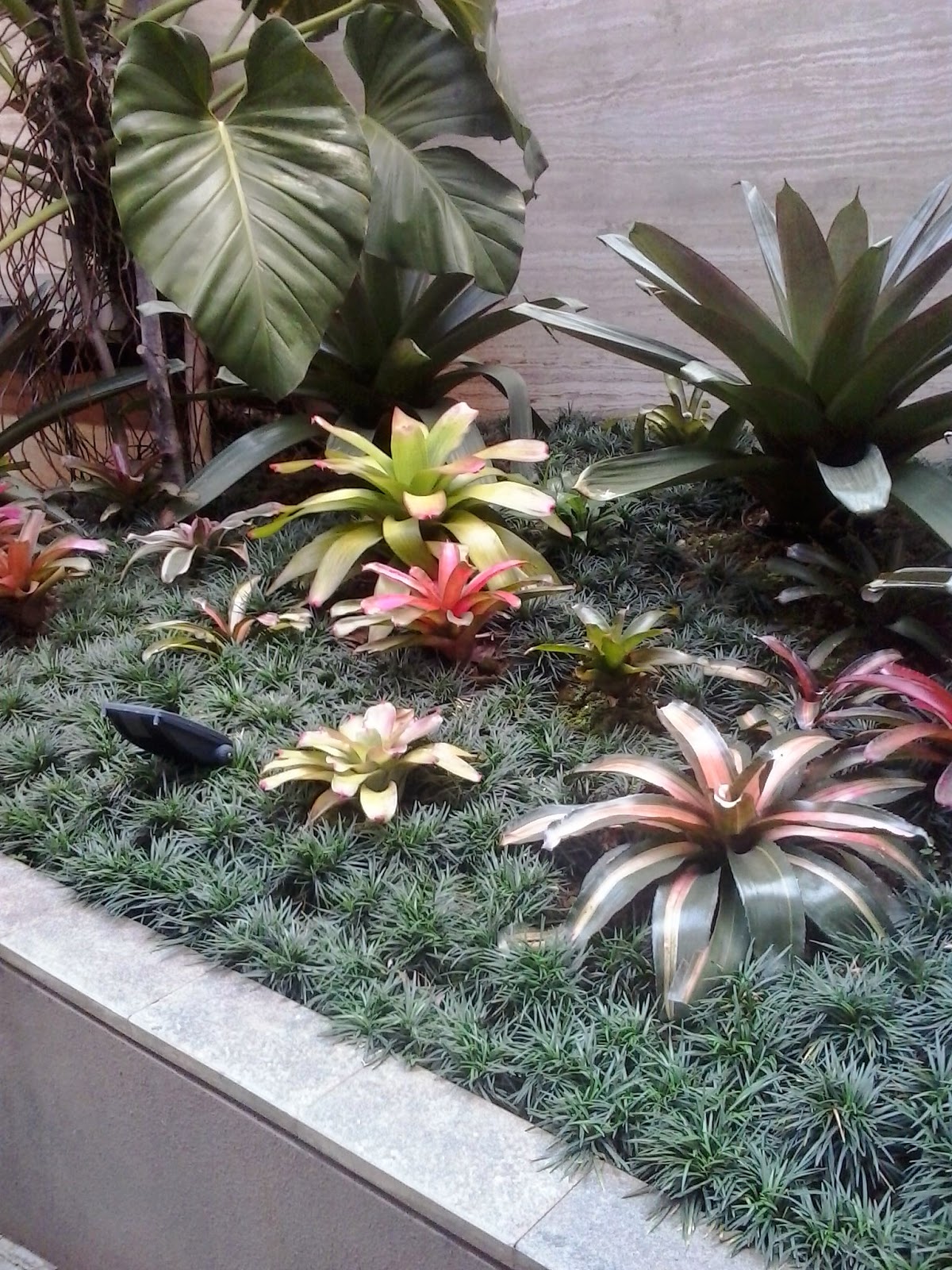  TANAMAN  HIAS  BROMELIA TANAMAN  HIAS  TAMAN KERING JUAL 