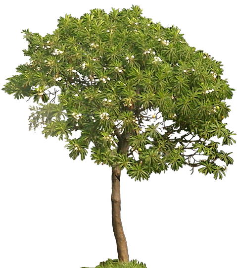 Tropical Plant Pictures: Cerbera Manghas ( Sea Mango Tree)