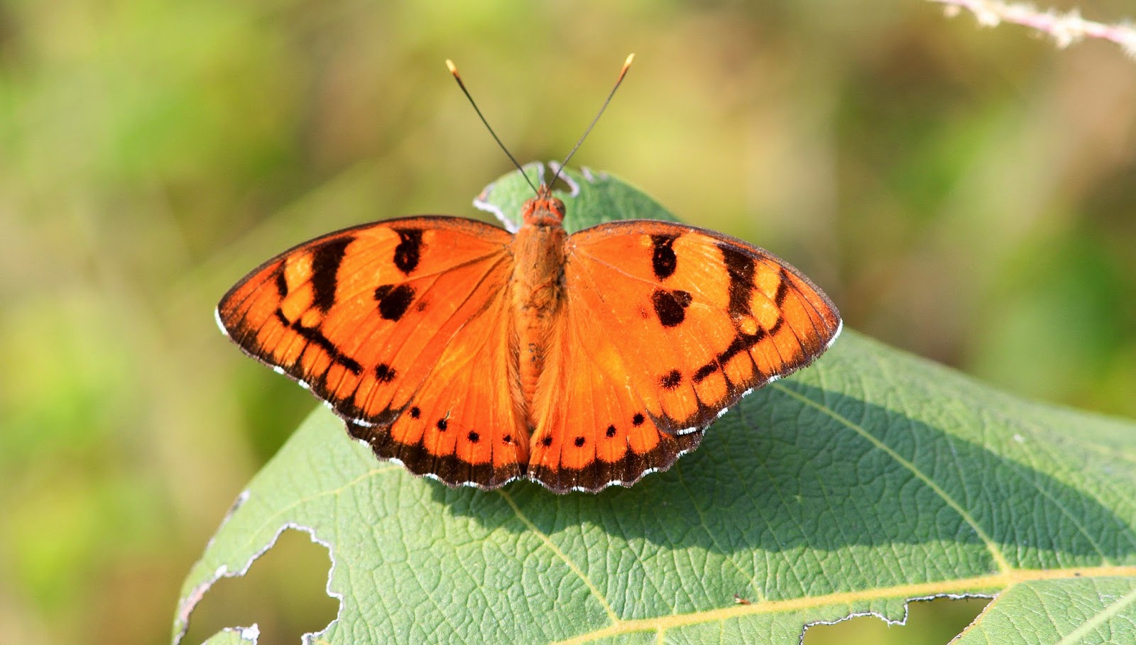 Kearsney Birder INDIAN BUTTERFLIES