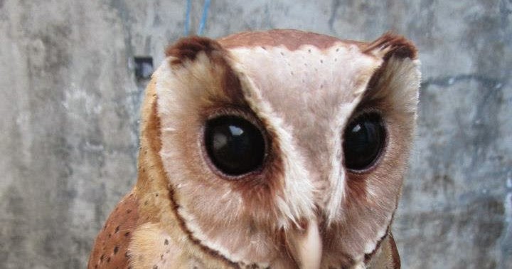 Jual Burung Hantu Online: Antara Peluang dan Ancaman Konservasi