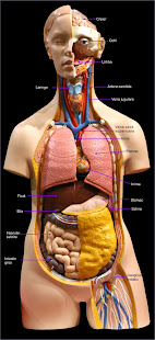 Anatomia si Fiziologia Omului