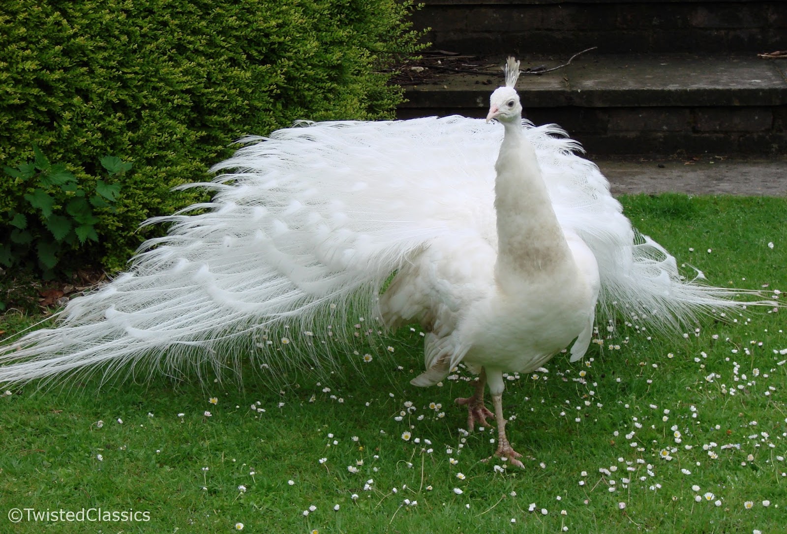 Birds and wildlife White peacock displaying his feathers