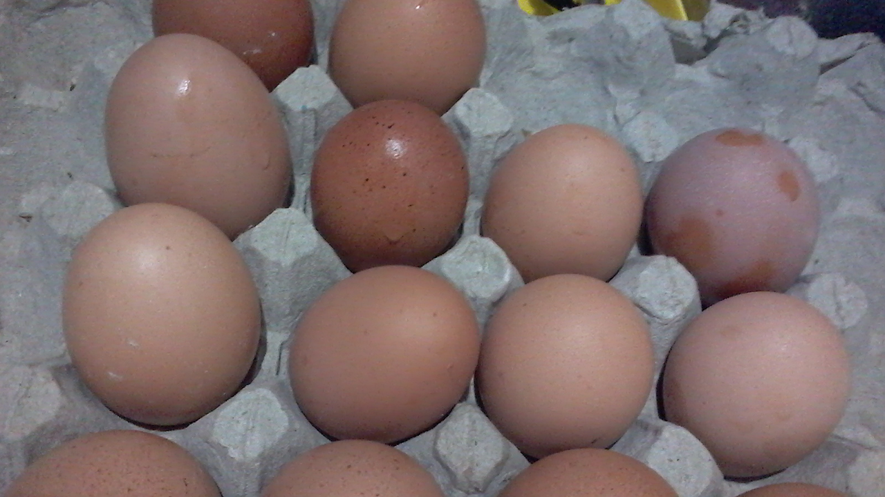Memilih Telur Ayam Negeri dengan Cara Baik dan Benar
