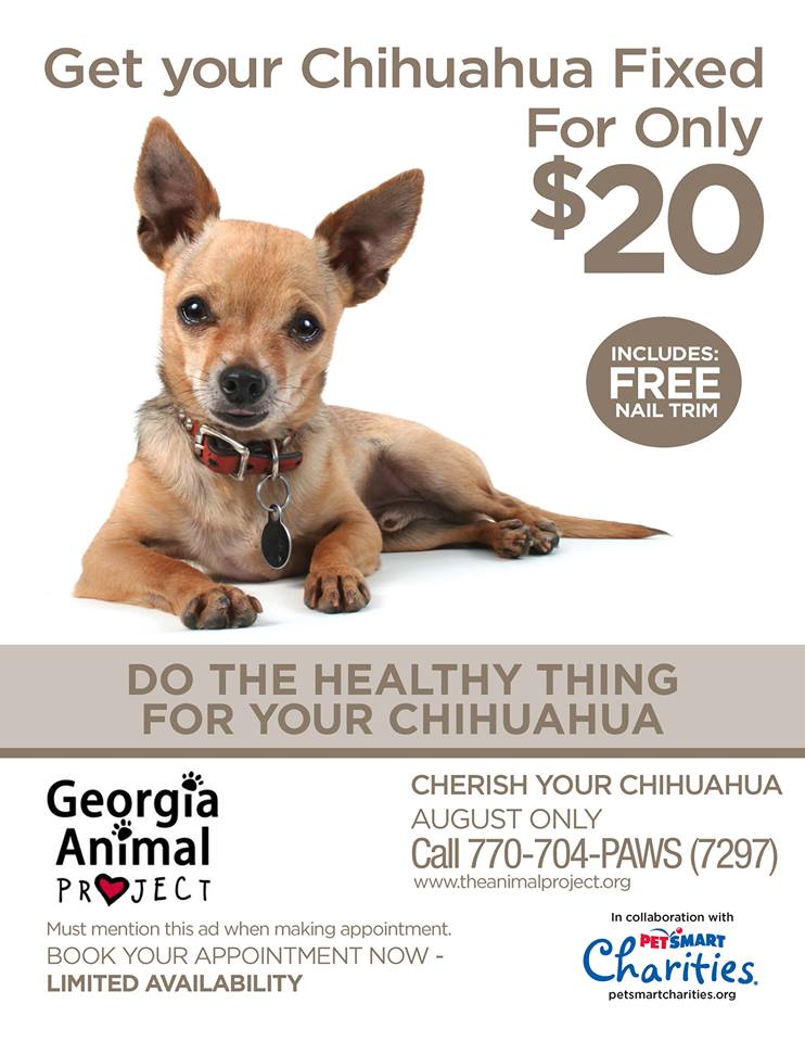 chihuahua neutering