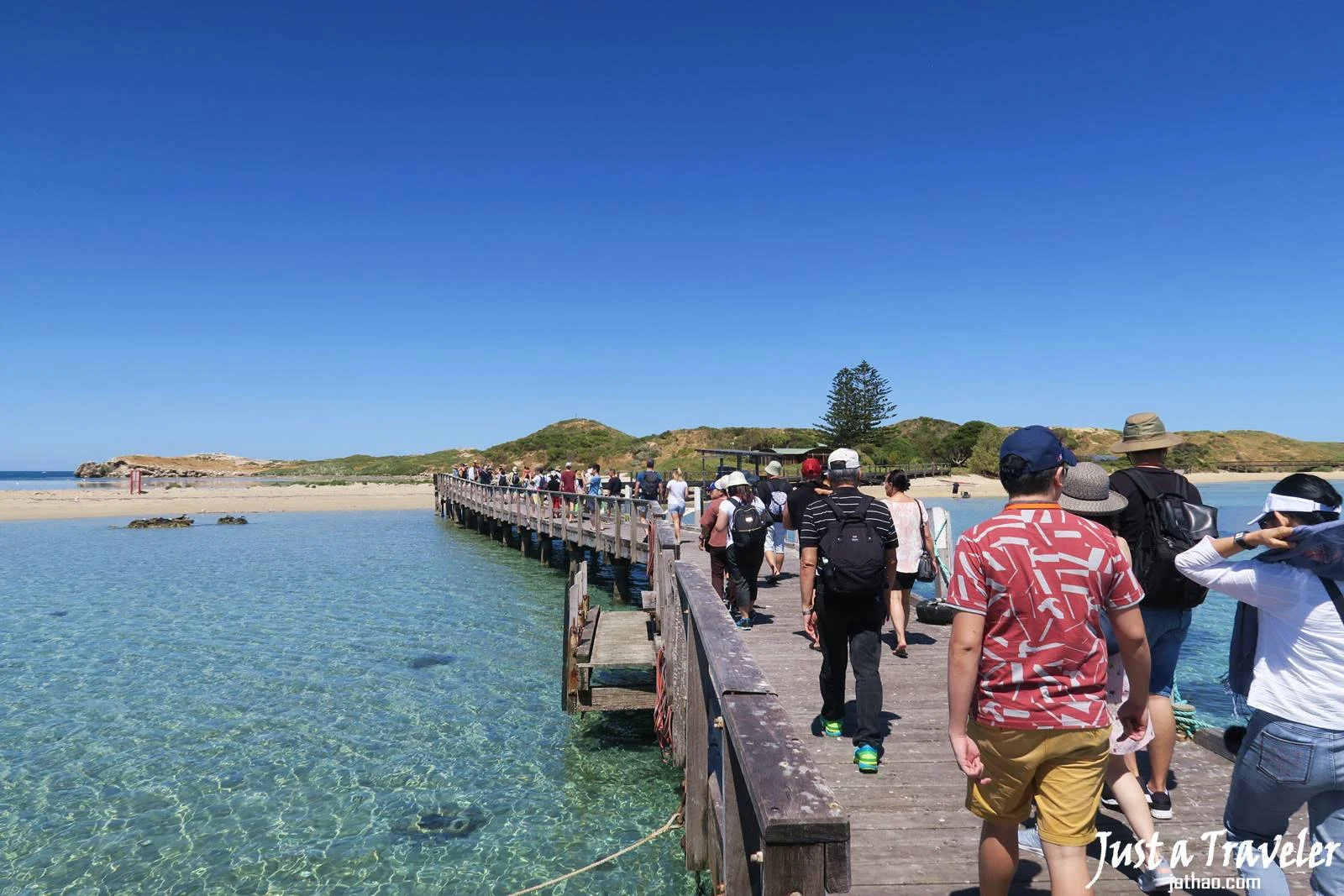 伯斯-景點-推薦-必玩-一日遊-企鵝島-Penguin-Island-遊記-旅遊-自由行-Perth