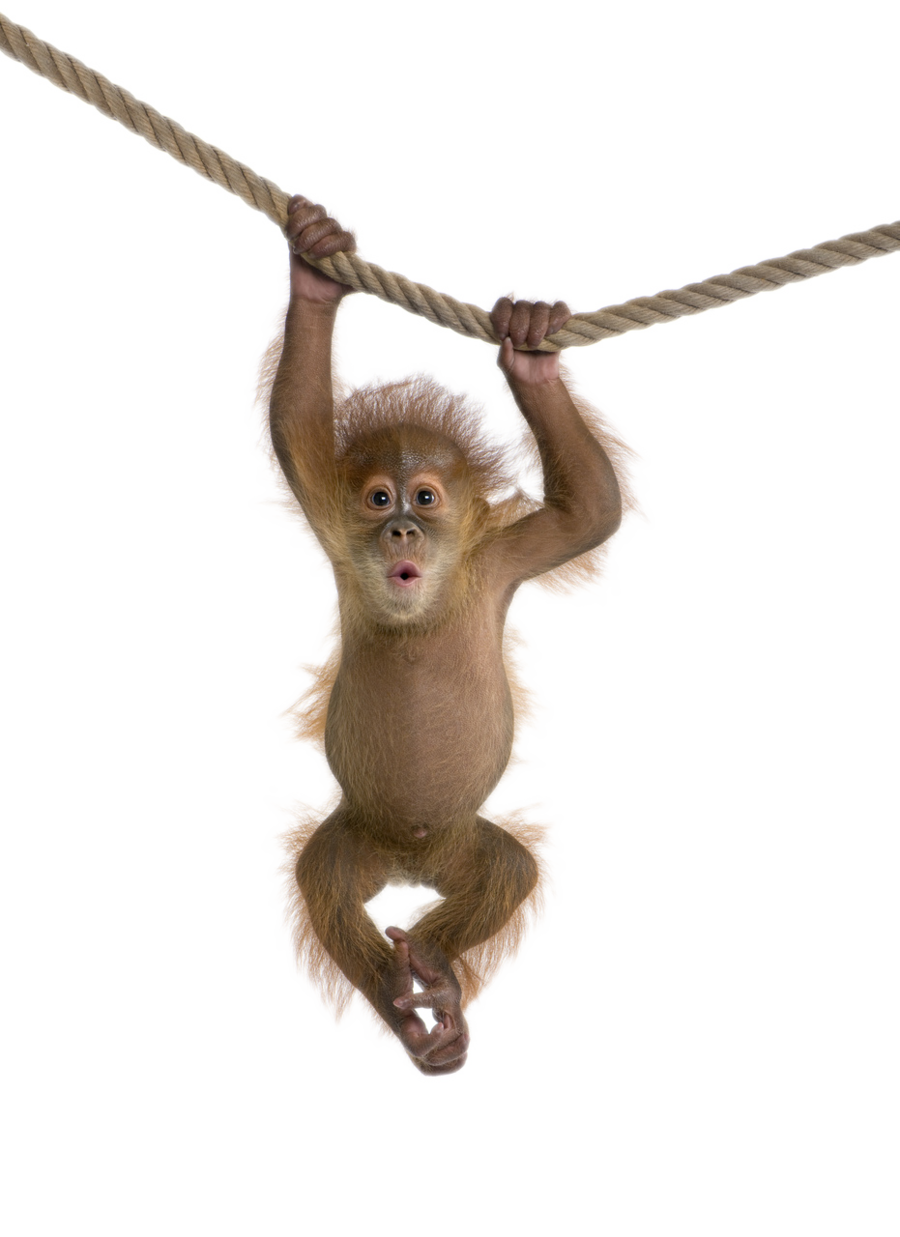 SEM FUNDO - Imagens sem background: Macaco
