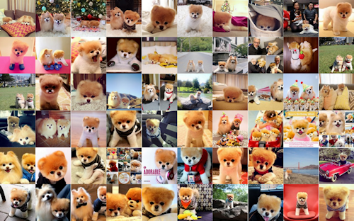 60 fotografías del perrito más hermoso del mundo llamado Boo - The World's Cutest Dog