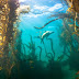 Diving California's Kelp Forests