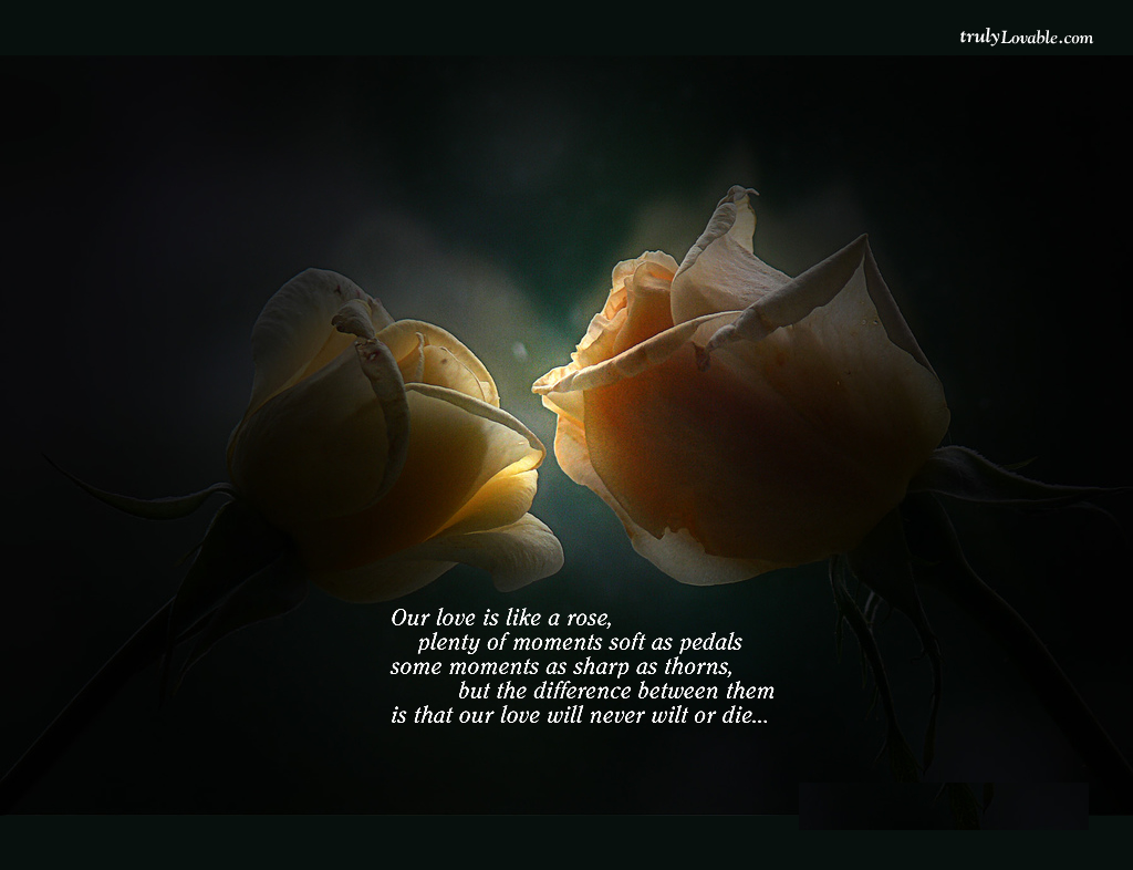 Best love rose wallpaper Rose Wallpapers