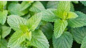 catnip Natural Home Remedies to Get Rid of Mosquitoes catnip Natural Home Remedies to Get Rid of Mosquitoes