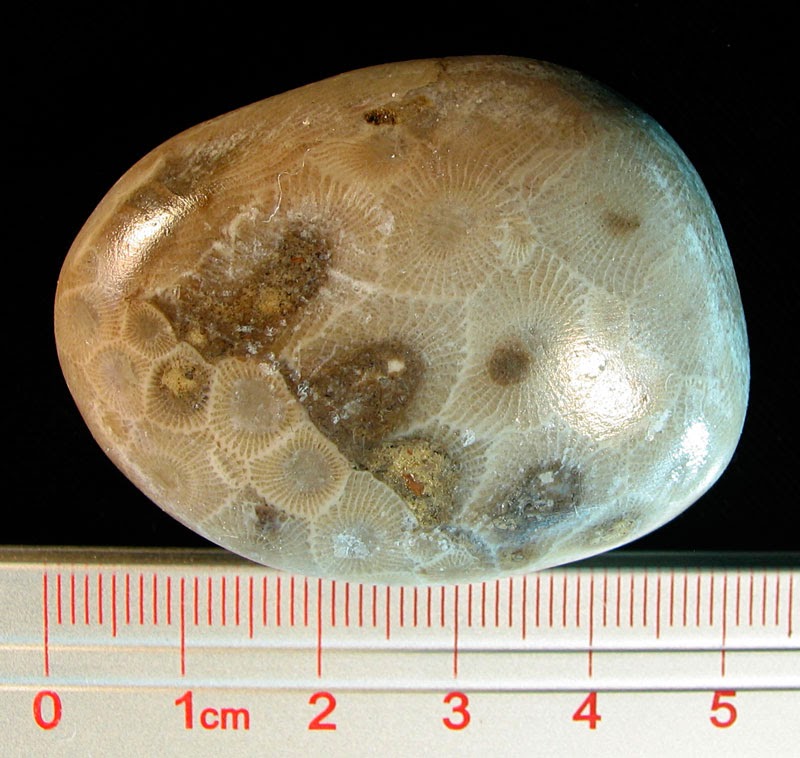 Louisville Fossils and Beyond Michigan's State Stone Petoskey