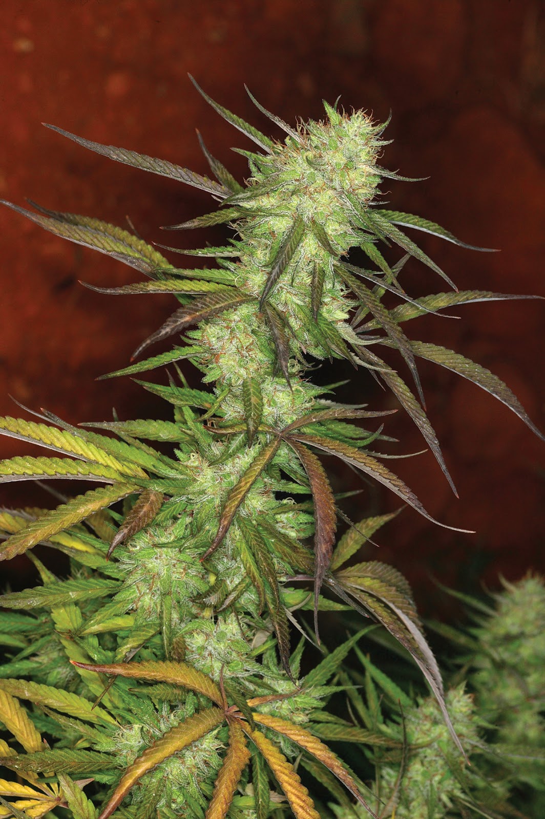 Sativa VS Indica CannaStyle