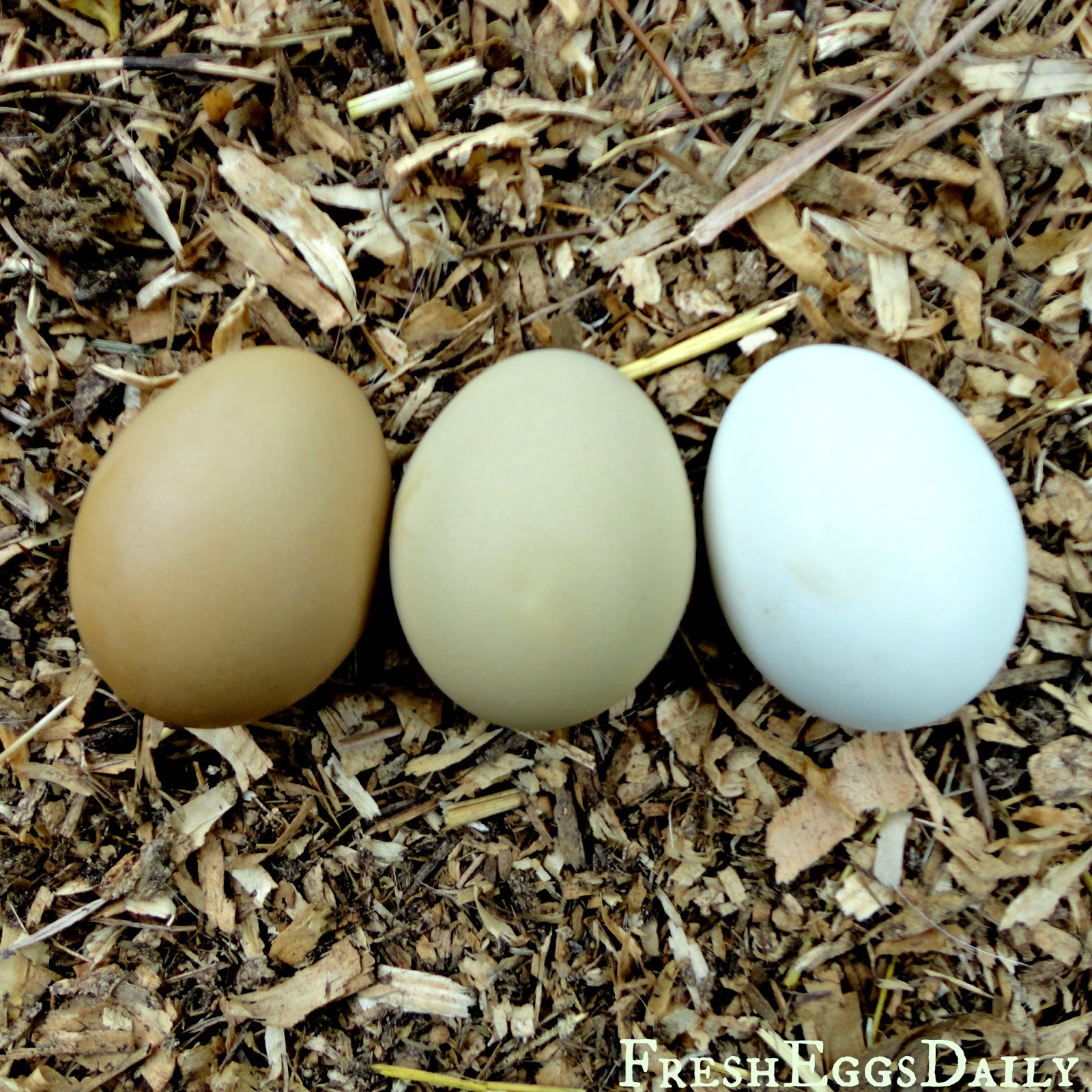 Инкубационное яйцо марана купить. Маран Амераукана. Амераукана яйца. Яйца кур Амераукана. Куры порода Амераукана яйцо.