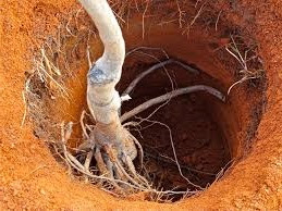 roots in post hole