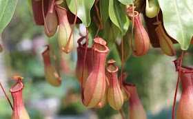 Pitcher Plant